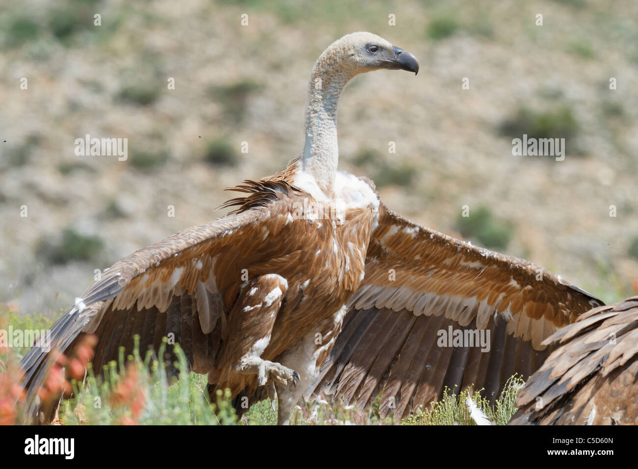 Gänsegeier (abgeschottet Fulvus). Aragon, Spanien. Stockfoto