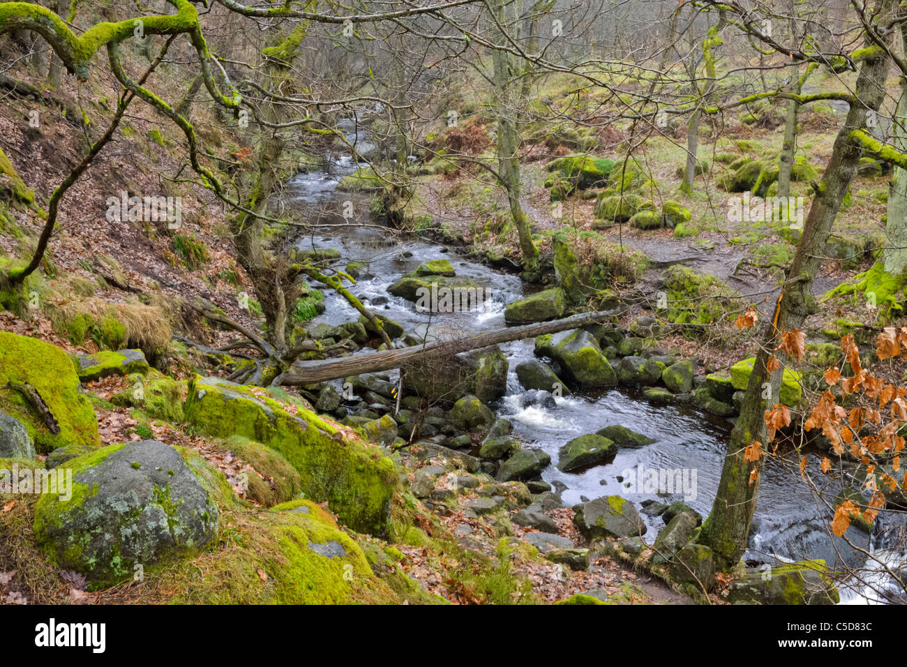 Bolehill Holz Padley Schlucht Derbyshire Peak District Schauspielerfamilie Brook Grindleford Nether Padley oberen Paley Stockfoto