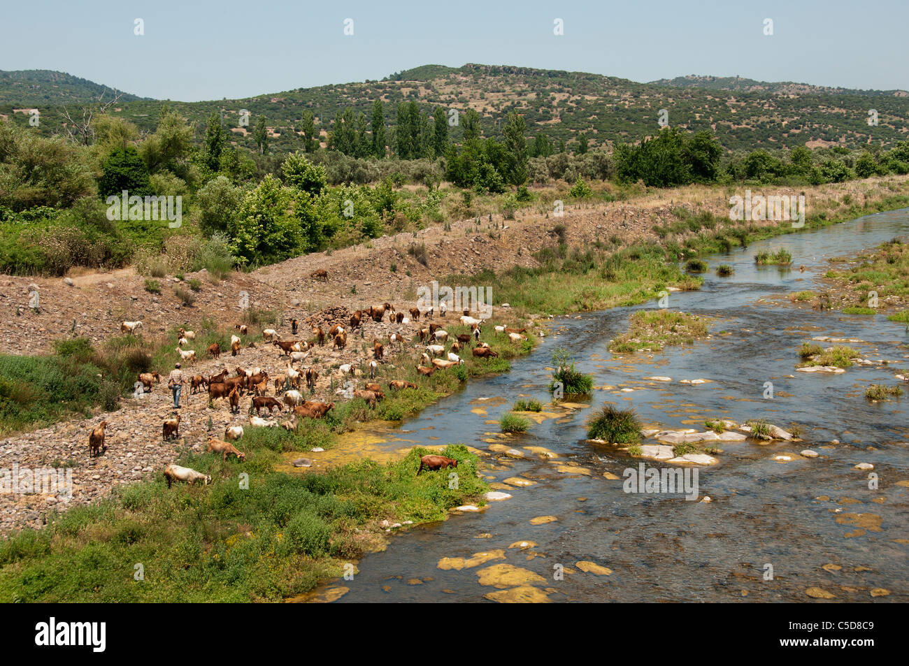 Fluss Ziegen Türkei Assos Behramkale Landschaft Türkisch Stockfoto