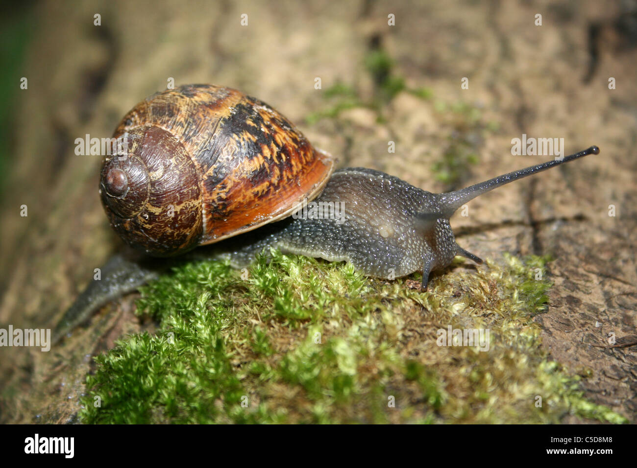 Garten Schnecke Helix Aspersa auf bemoosten Log, Lincolnshire, UK Stockfoto