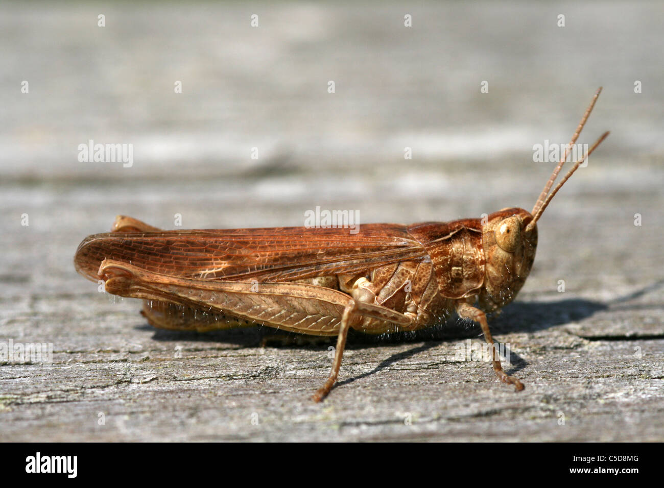 Feld-Grashüpfer Chorthippus Brunneus, Lincolnshire, UK Stockfoto