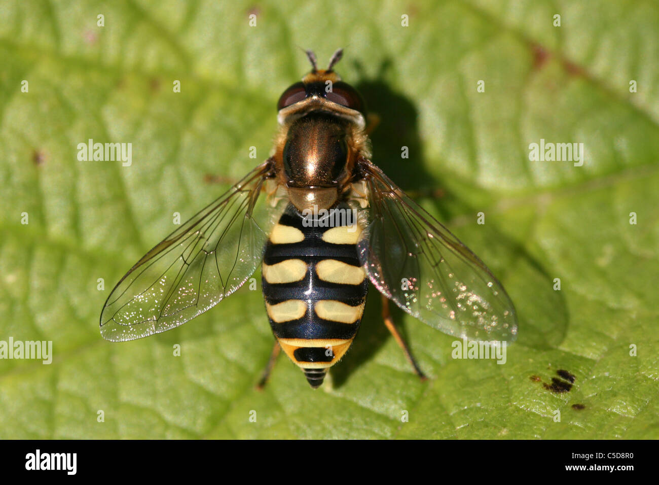 Migrationshintergrund Hoverfly Eupeodes corollae Stockfoto