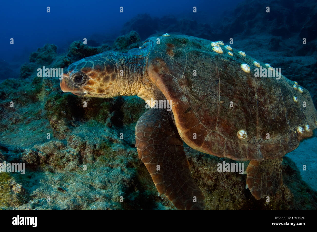Unechte Karettschildkröte, Caretta Caretta, eine bedrohte Art in Kas Antalya Türkei. Stockfoto