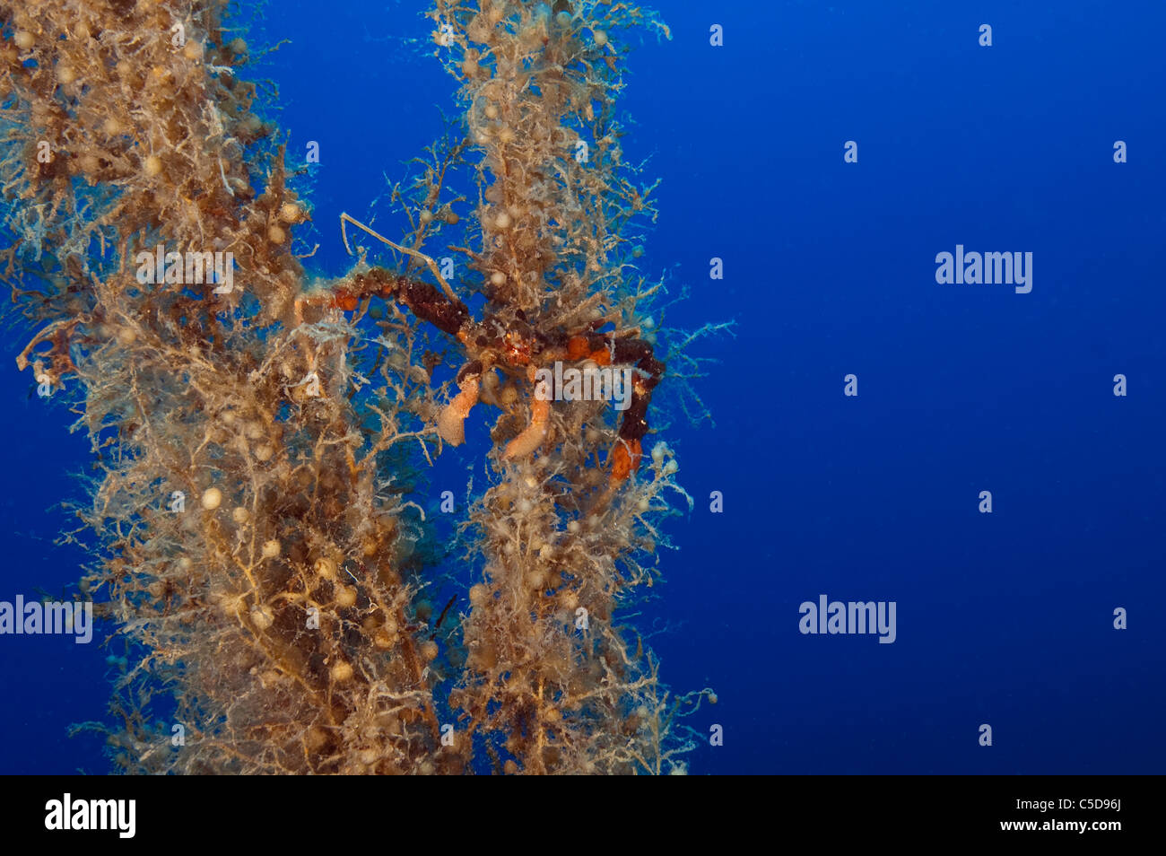 Invasive Arten einer Dekorateur Krabbe auf eine Sargassum Seegras in Kas Antalya Türkei Stockfoto
