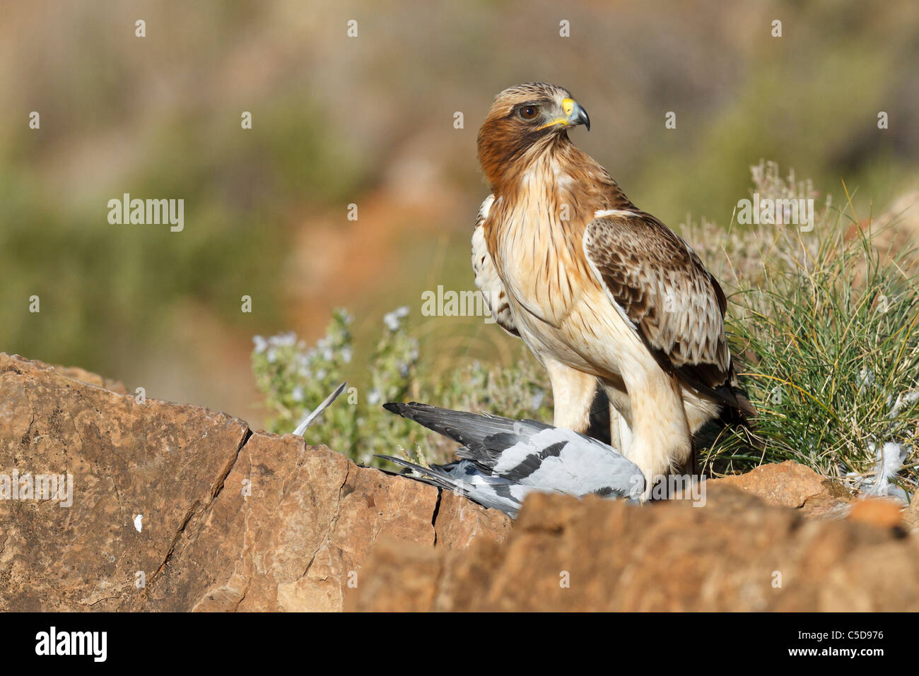 Adler (Hieraaetus Pennatus) Erwachsene, Jagd gestartet. Spanien. Stockfoto