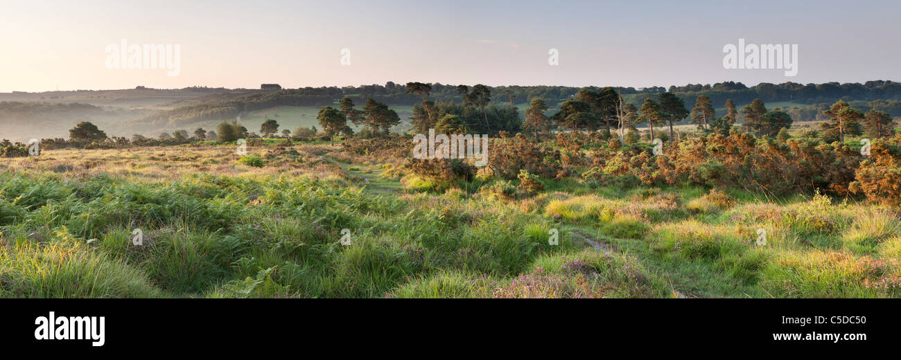 Einen schönen Sonnenaufgang bei Ashdown Forest in hohen Weald, East Sussex, England, UK Stockfoto