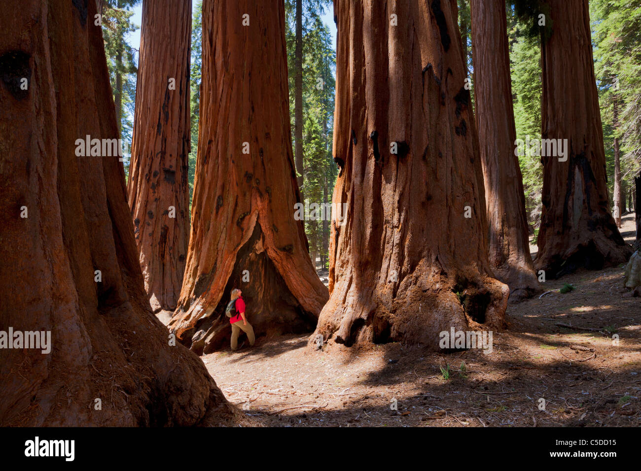 Sequoia Nationalpark Kongress Trail Senat Gruppe Sequoiadendron Giganteum Bäumen Kalifornien usa Stockfoto