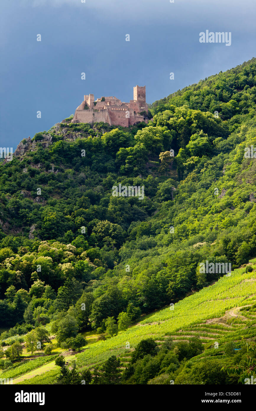 Sonnenlicht bricht aus auf den Resten des Chateau de Saint Ulrich hoch über Ribeauvillé, Elsass Haut-Rhin-Frankreich Stockfoto