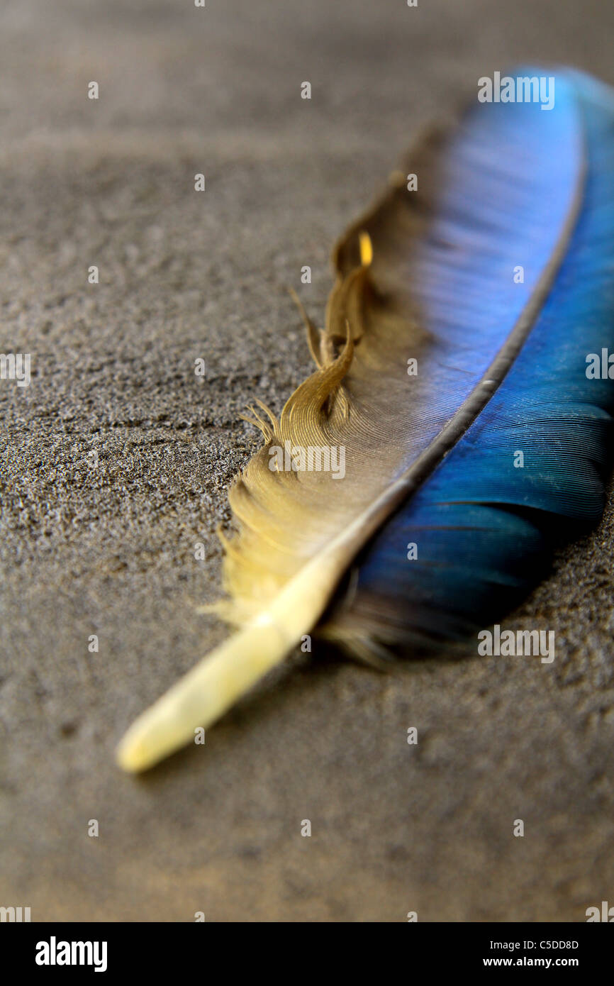 Feder auf einem Hintergrund von das leere Formular für den Brief Stockfoto