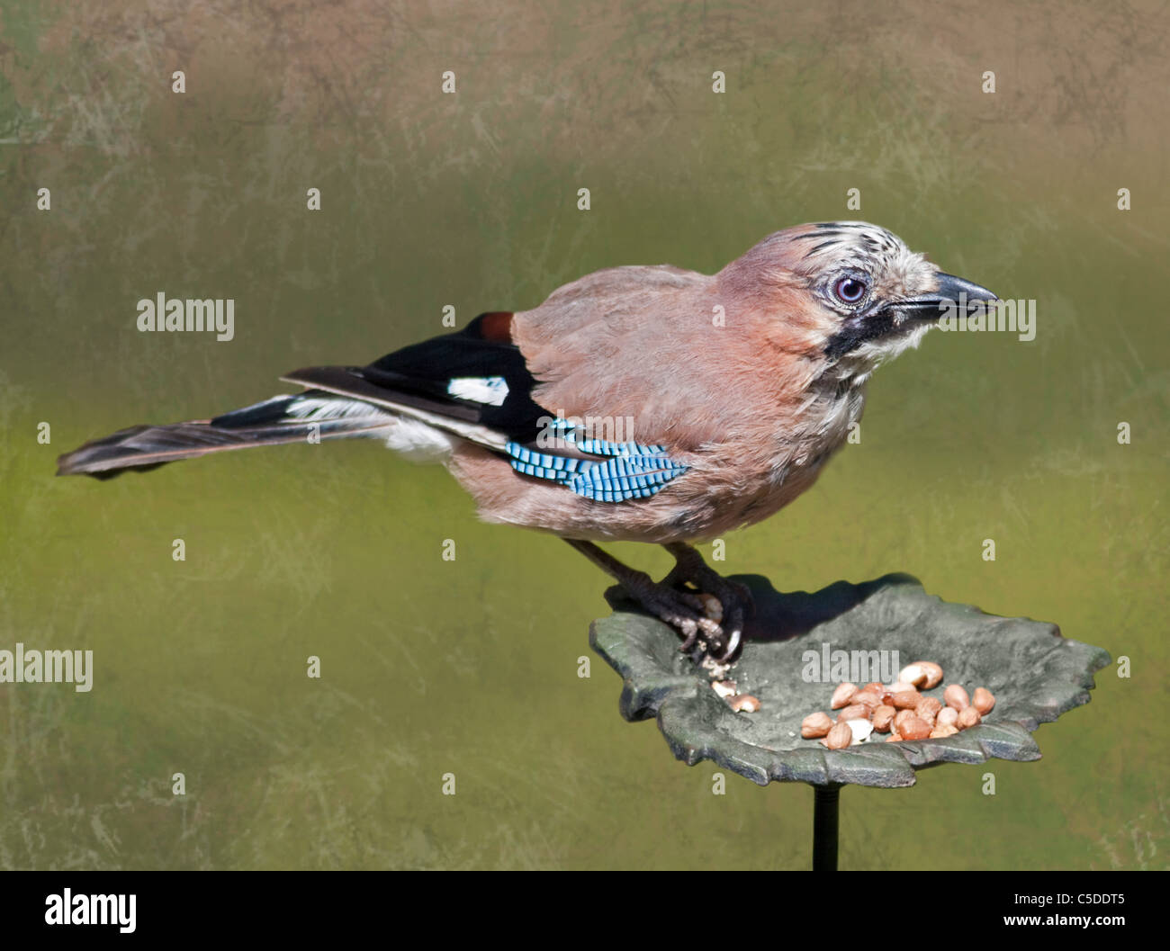 Eichelhäher (Garrulus Glandarius) auf Garten Vogelhäuschen, UK Stockfoto