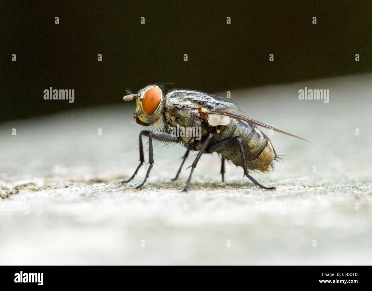 Gemeinsamen Stubenfliege (Musca Domestica) Nahaufnahme detail Stockfoto