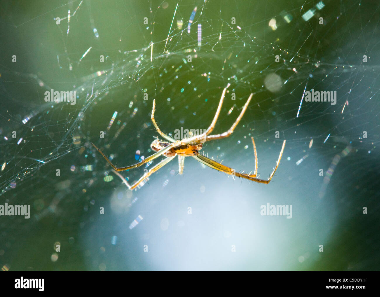 Ein Wolf Spider Web Stockfoto