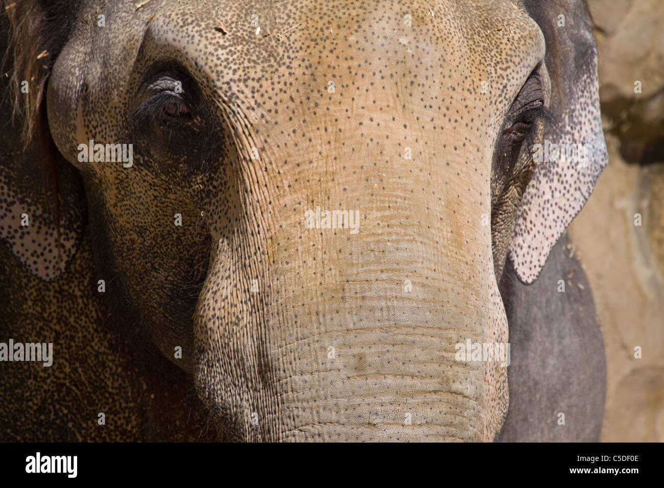 Zoo Elefanten Hautnah Stockfoto