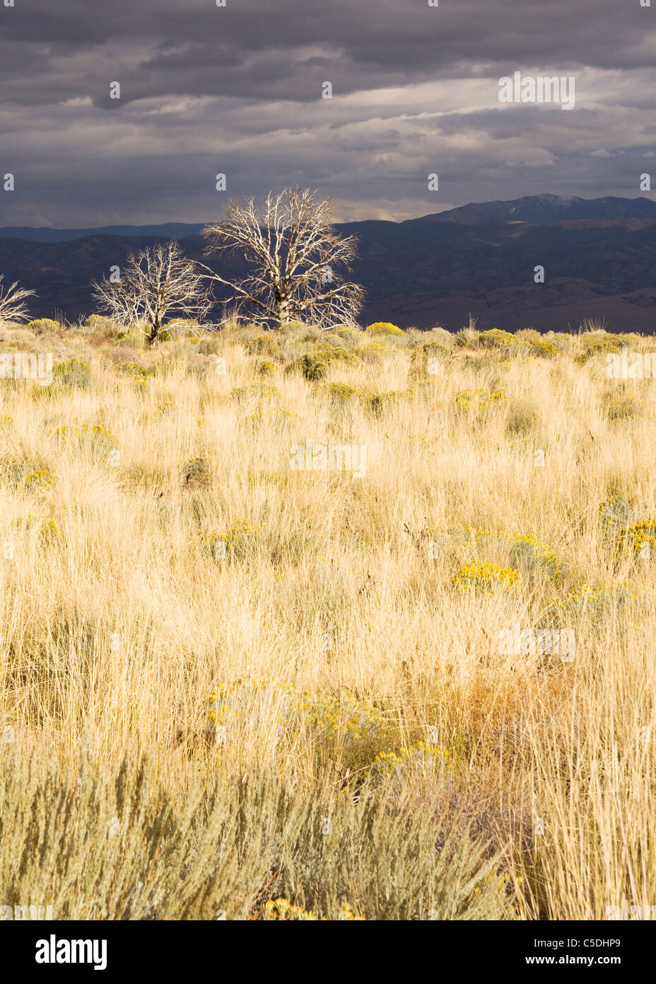 Blattlose Bäume im trockenen Wiese des hohen Landes-Kalifornien Stockfoto