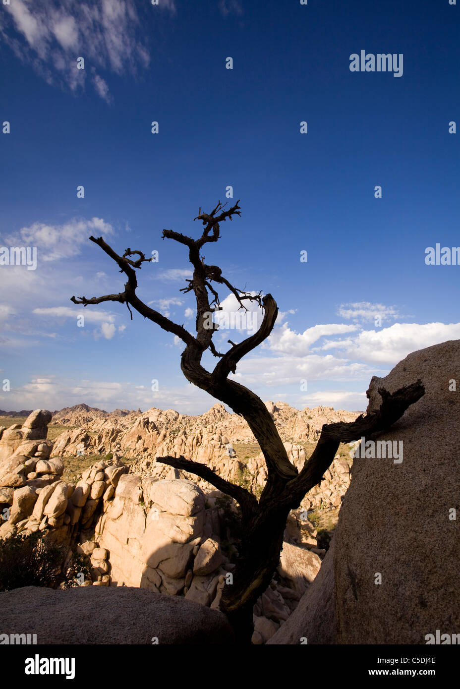 Ein seltsam einzigartig Gneis-Rock-Formation in der Wüste des amerikanischen Südwesten - Mojave-Wüste, Kalifornien USA Stockfoto