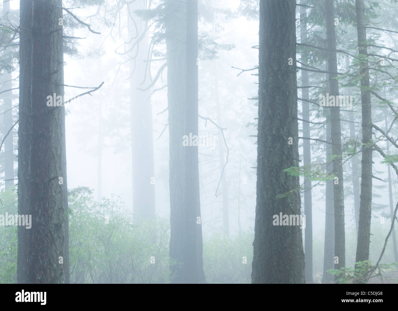 Baumstämme durch dichten Nebel - die Berge der Sierra Nevada, Kalifornien USA Stockfoto