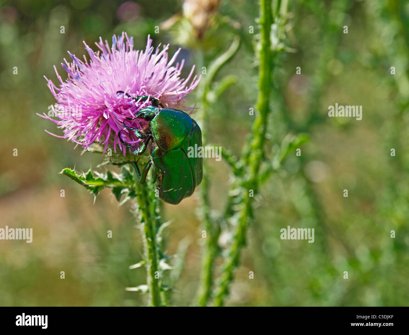 Grün Juni Käfer auf lila Distel Blume. Budapest, Ungarn Stockfoto