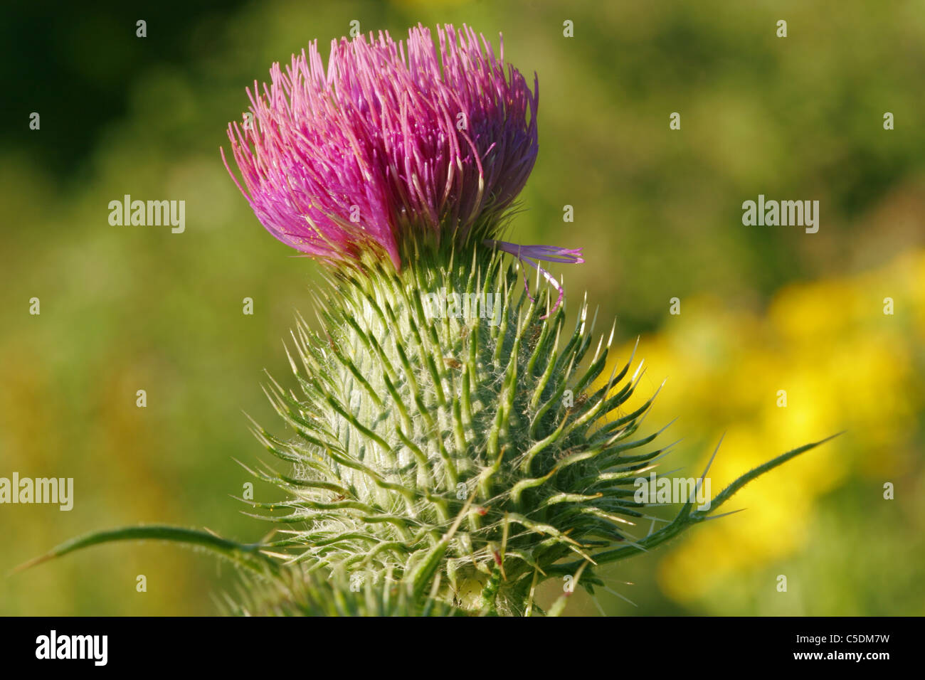 Distel in voller Blüte Nahaufnahme Stockfoto