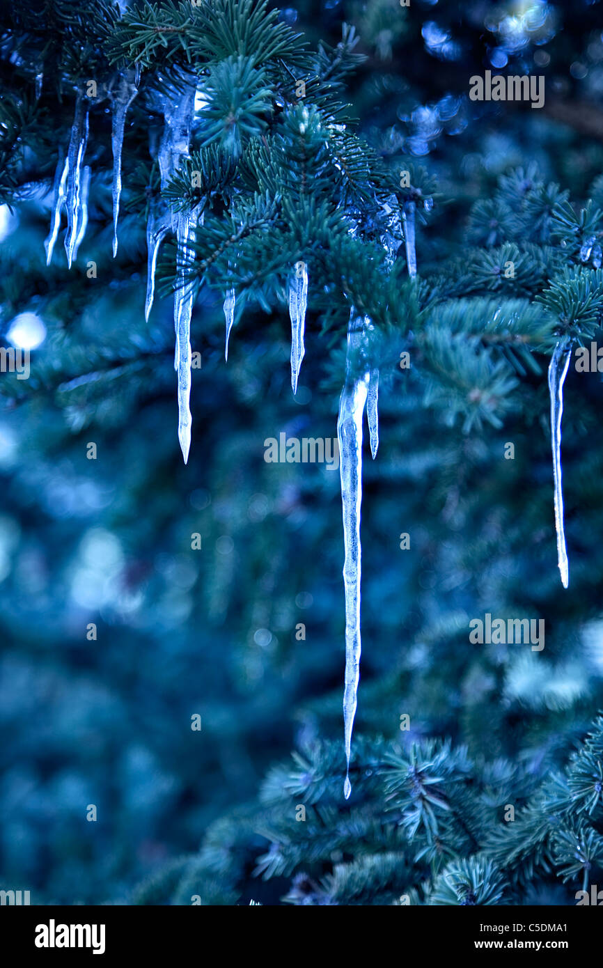 Eiszapfen in Tanne im Winter. Stockfoto