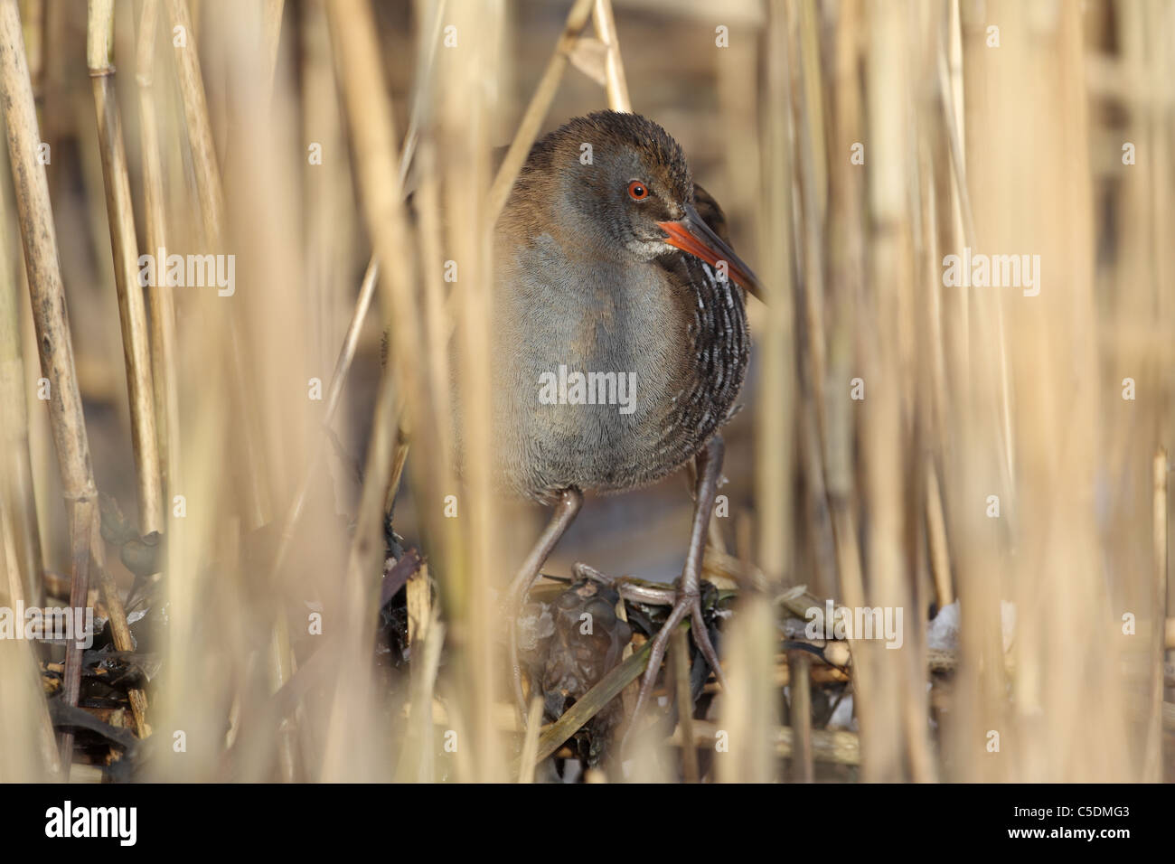 Wasser-Schiene, Rallus Aquaticus peering von Eis-gebundenen Schilfbeetes in Perthshire Stockfoto