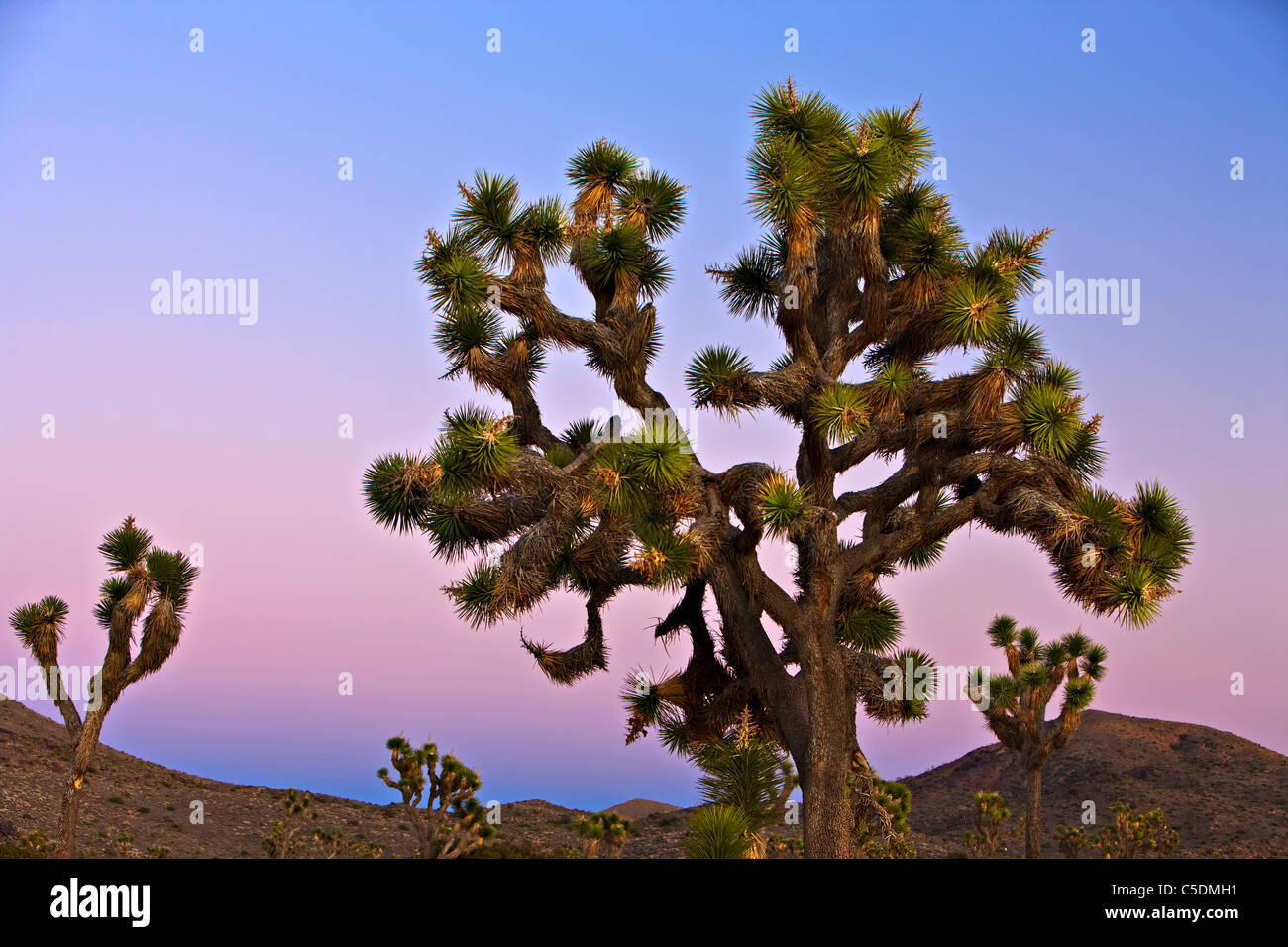 Joshua Tree, Joshua Tree Nationalpark, Mojave-Wüste, Kalifornien, USA Stockfoto