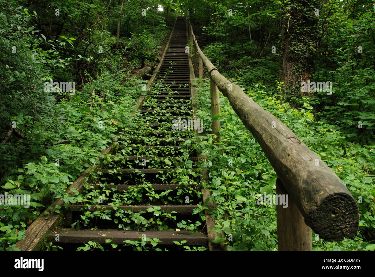 Grüne Wälder mit Holzstufen und Geländer steigen bergauf vom Vordergrund in die Ferne. Große Schärfentiefe. Stockfoto