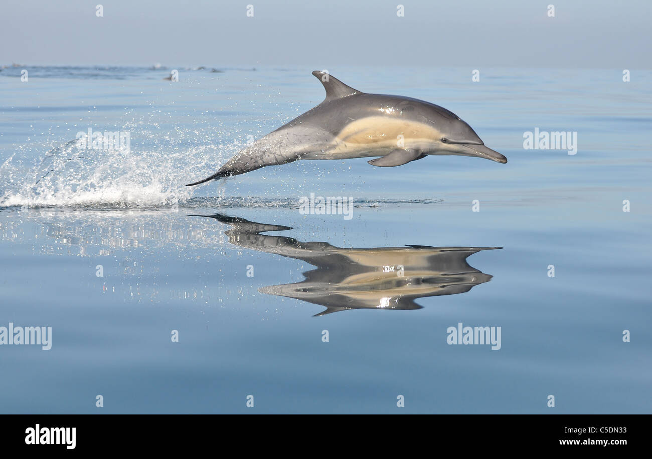 Gemeiner Delfin in der Sonne spielen Stockfoto