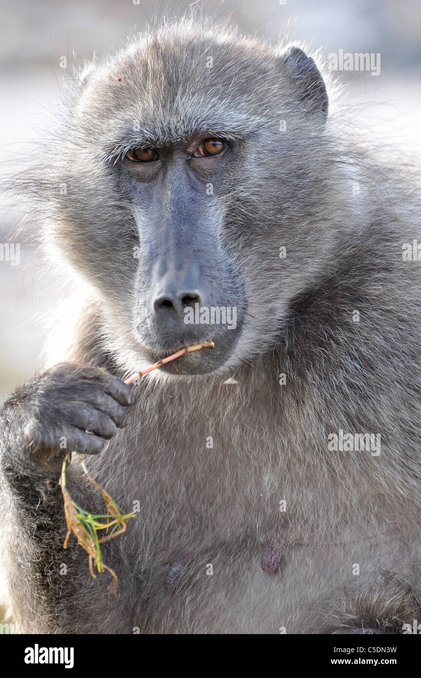 Chacma Paviane, Südafrika Stockfoto