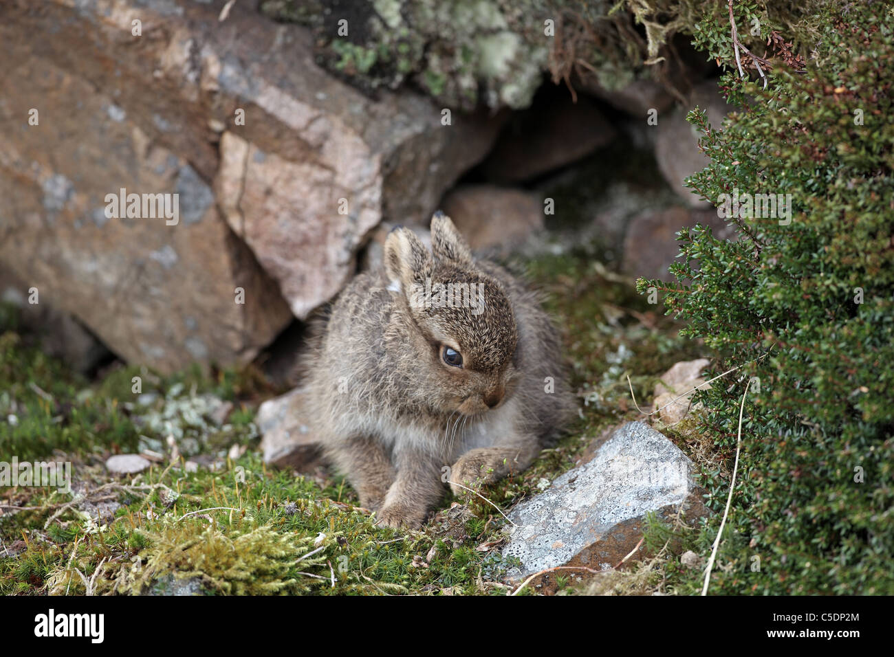 Schneehase, Leveret, Lepus Timidus, Reinigung ihr Fell auf schottischen Hügel Stockfoto