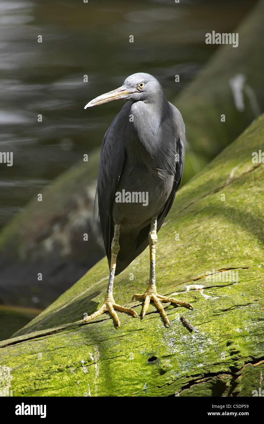 Östlichen Reef Silberreiher (Egretta Sacra), North Queensland, Australien Stockfoto