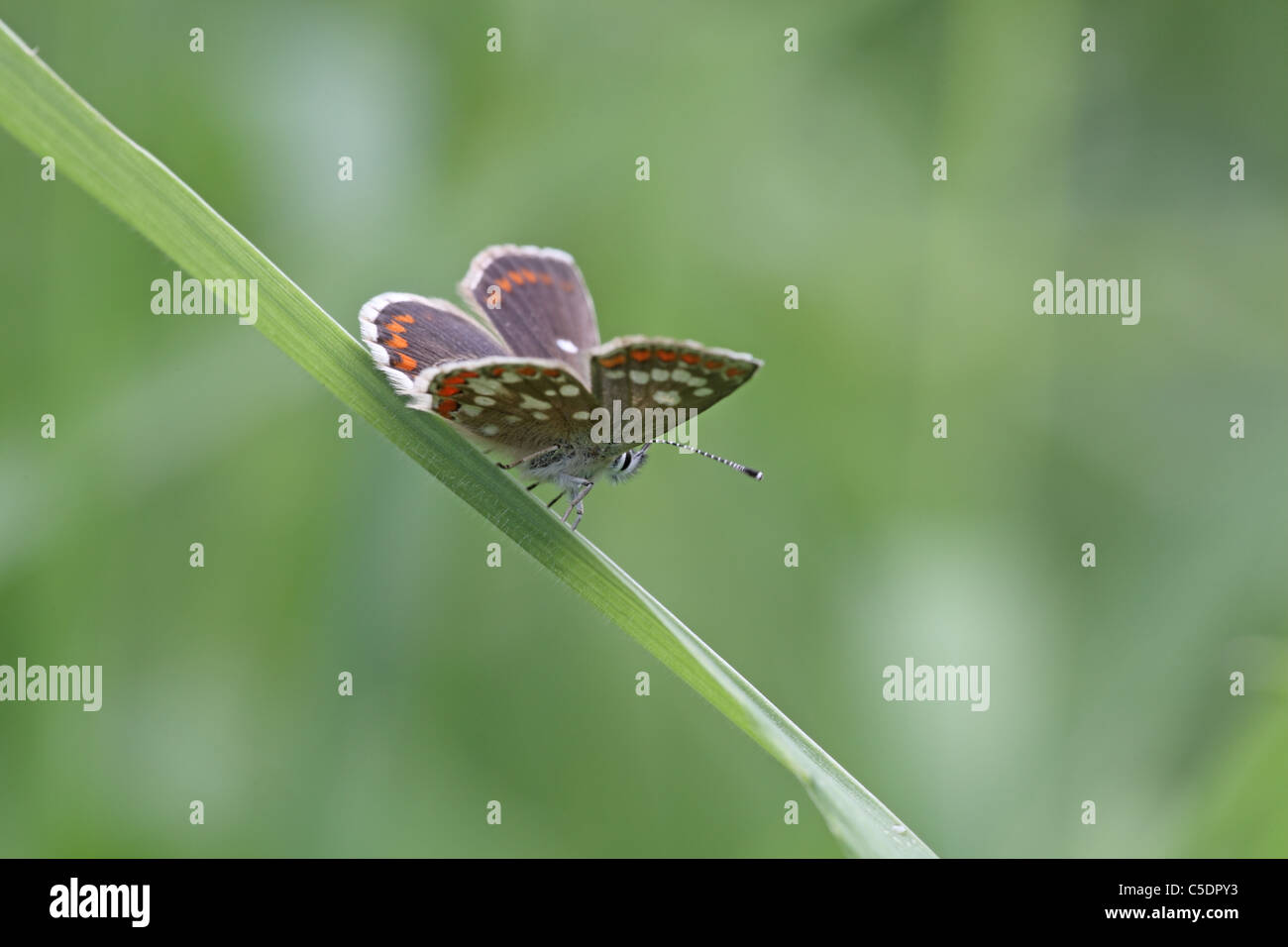 Aricia artaxerxes Fotos und Bildmaterial in hoher Auflösung Alamy