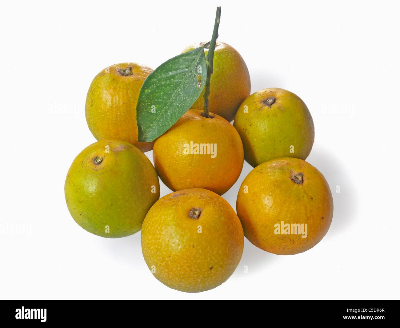 C. Sinensis, Sweet Lemon Stockfoto