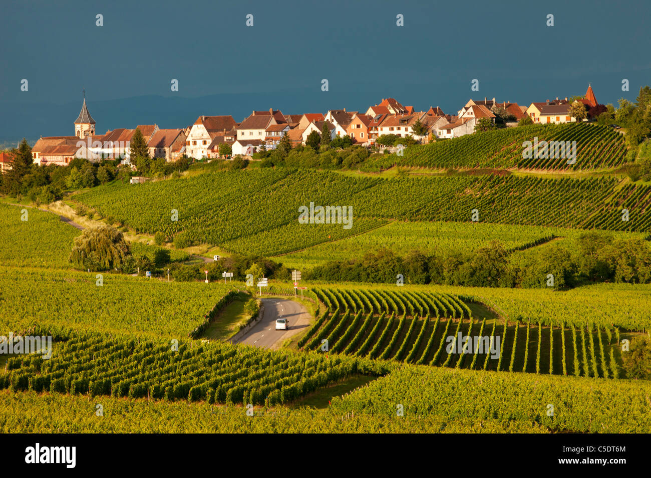 Weinberge unterhalb des Dorfes Zellenberg, entlang der Weinstraße, Elsass, Haut-Rhin, Frankreich Stockfoto