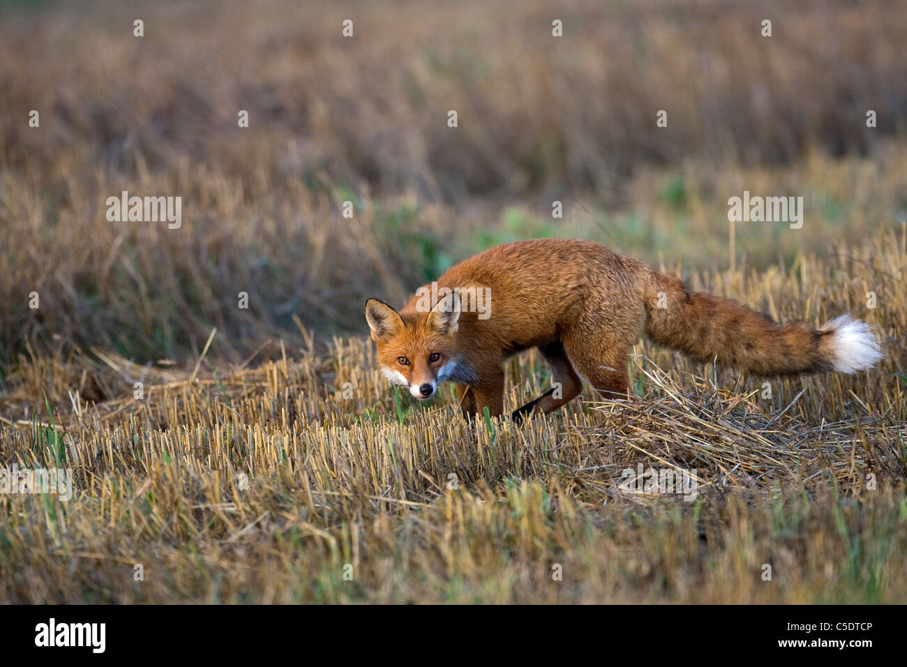 Seitenansicht der Fuchsjagd im Feld Stockfoto