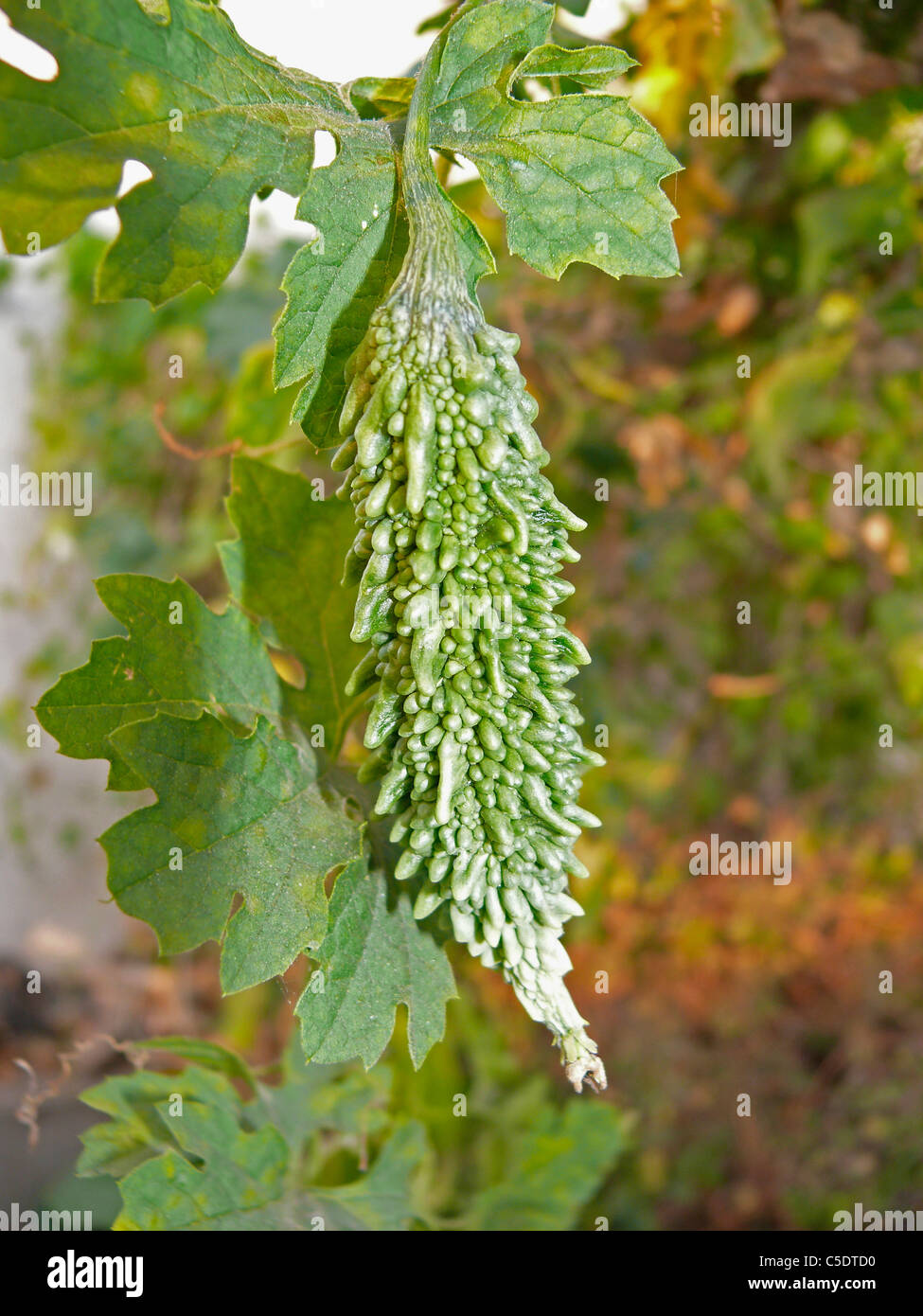 Bitter Melone, Momordica Charantia am Werk Stockfoto