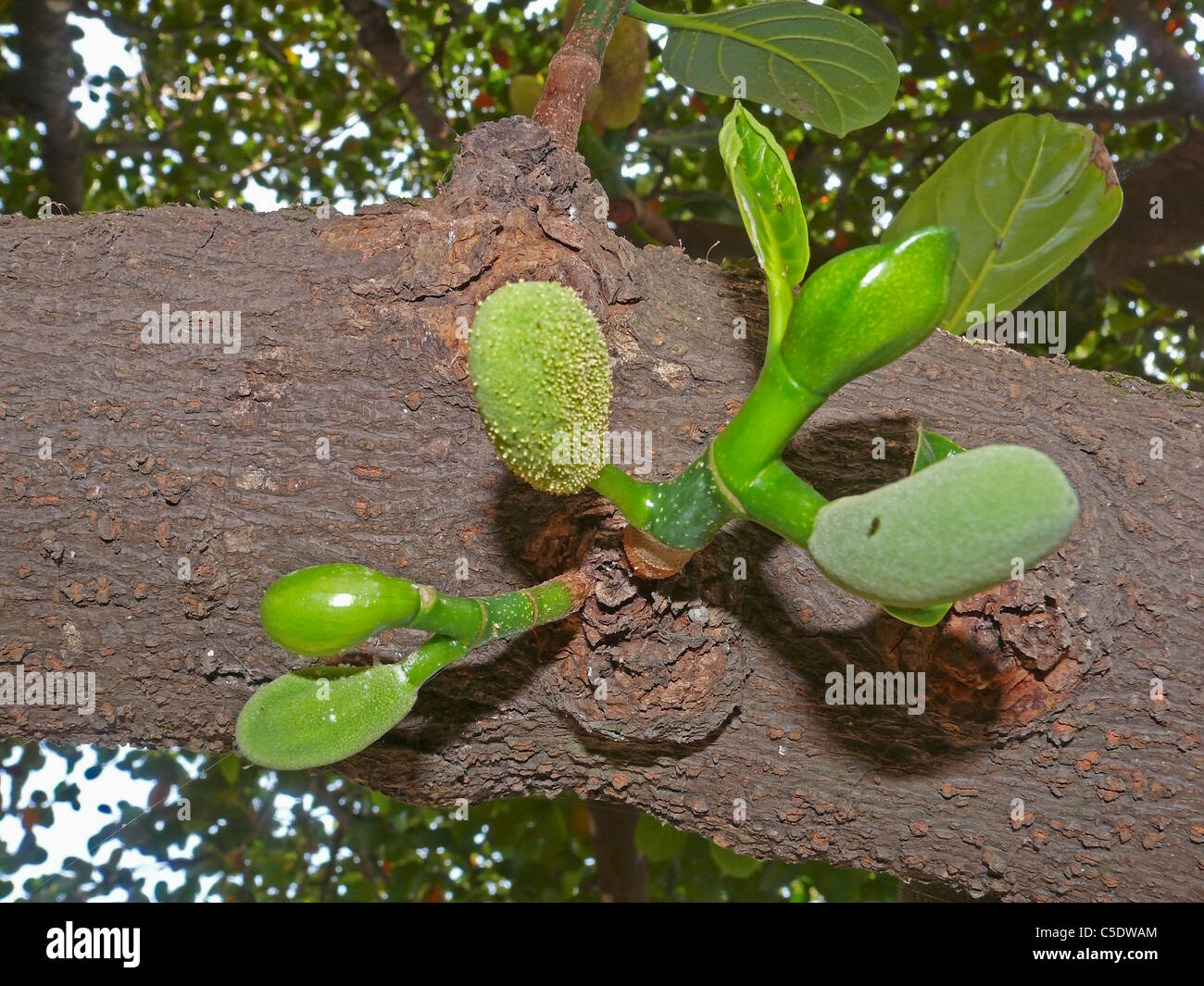 Streifenhyänen auf einem Baum, Artocarpus Heterophyllus Moraceae Klg, Ratnagiri, Maharashtra, Indien Stockfoto