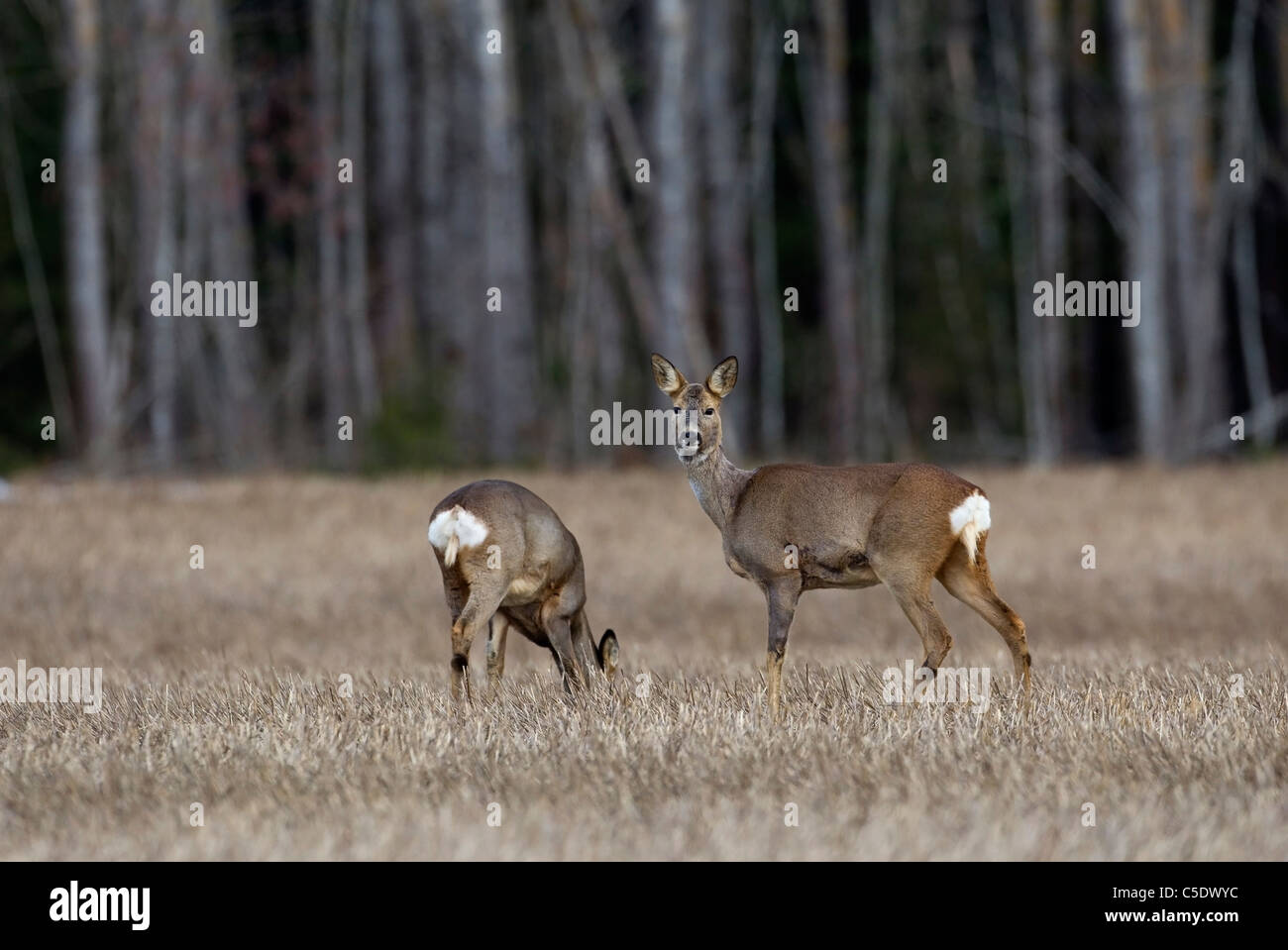 Zwei Hirsche zu Fuß im Feld gegen unscharfe Baumstämme Stockfoto