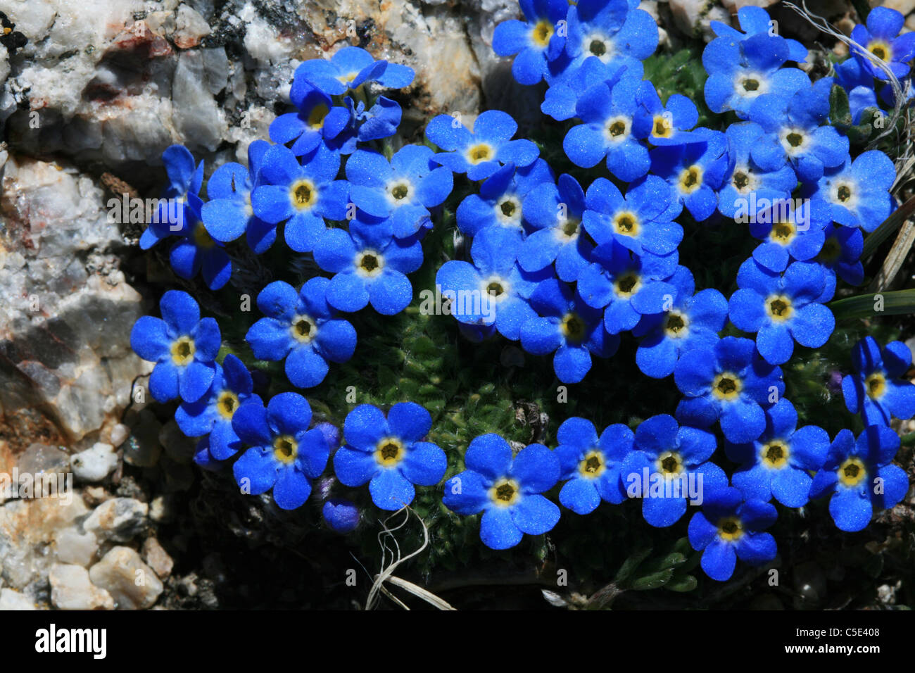 blaue und gelbe Makro von alpine Vergissmeinnicht Blumen aus hohen Bergwiese in Wyoming Stockfoto