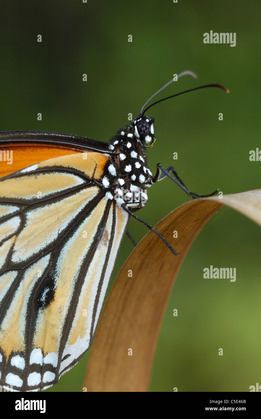 Gemeinsamen Tiger Schmetterling im Nationalpark Khao Yaia, Thailand Stockfoto