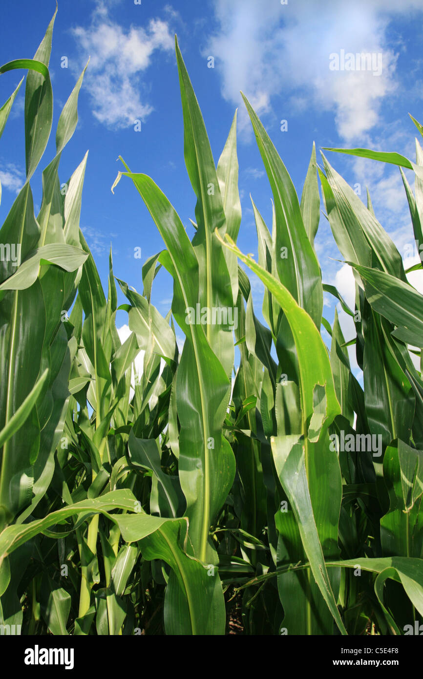 vertikales Bild von Maispflanzen wachsen in einem Feld Stockfoto vertikales Bild von Maispflanzen wachsen in einem Feld Stockfoto