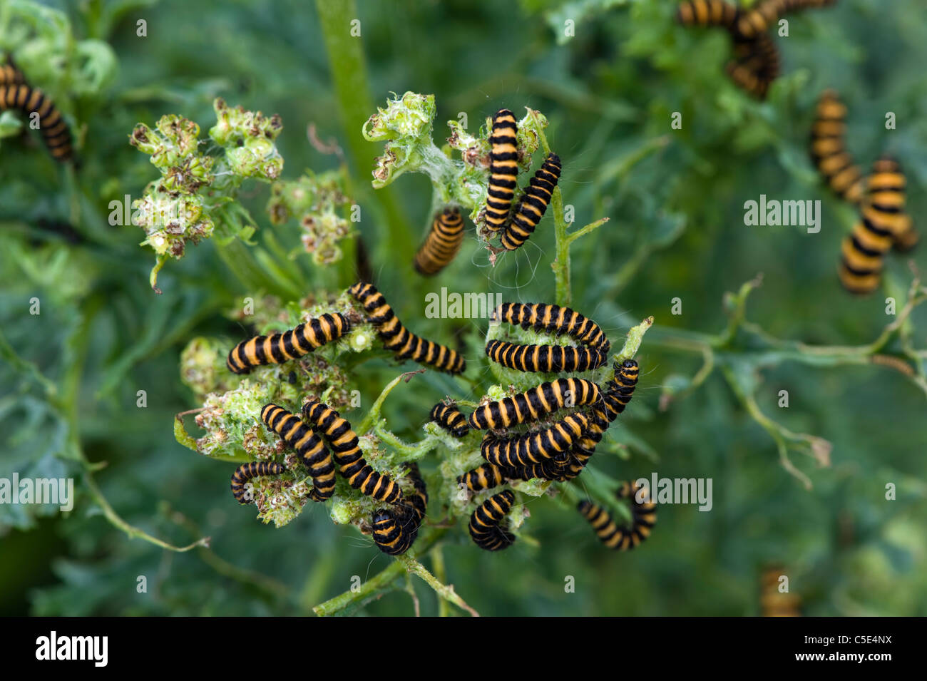 Zinnober Motte (Tyria Jacobaeae) Raupen auf Kreuzkraut Pflanzen Stockfoto