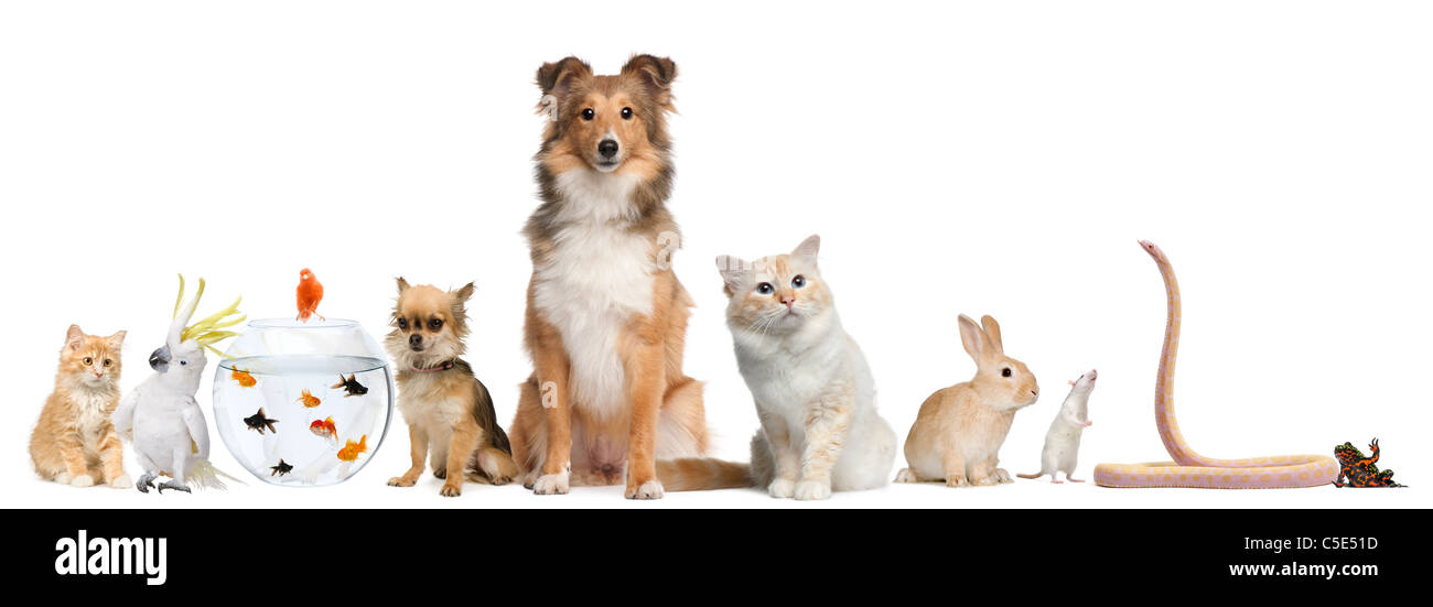 Gruppe von Haustieren sitzen vor weißem Hintergrund Stockfoto