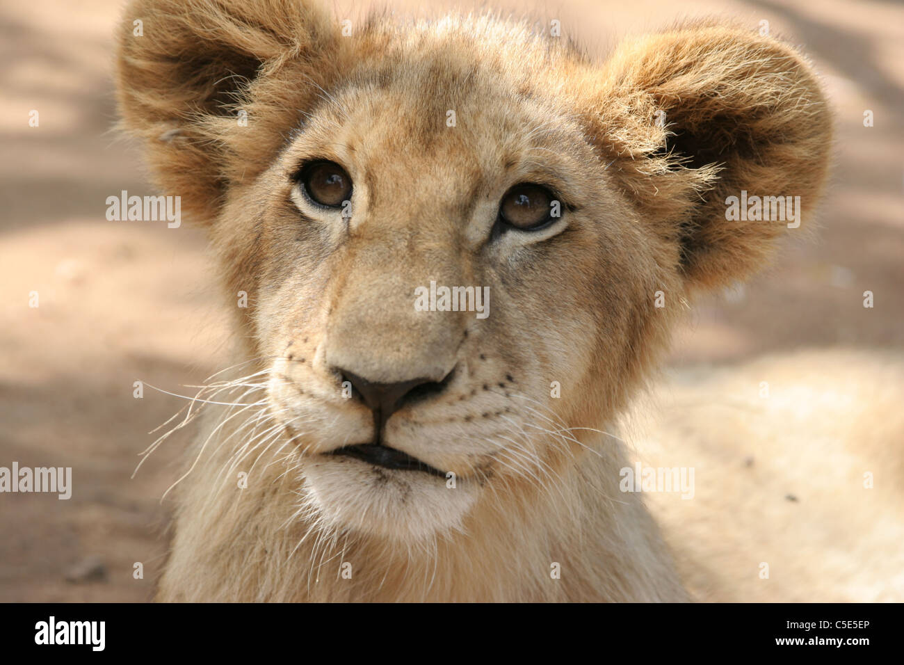 Porträt von einem kleinen Löwenjunges Stockfoto