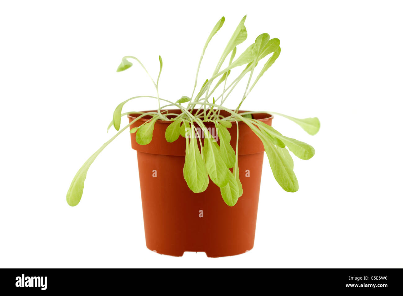 Kopfsalat ausgesät in einem 5-Zoll-Kunststoff Blumentopf und wachsenden langbeinige wegen Überfüllung Stockfoto