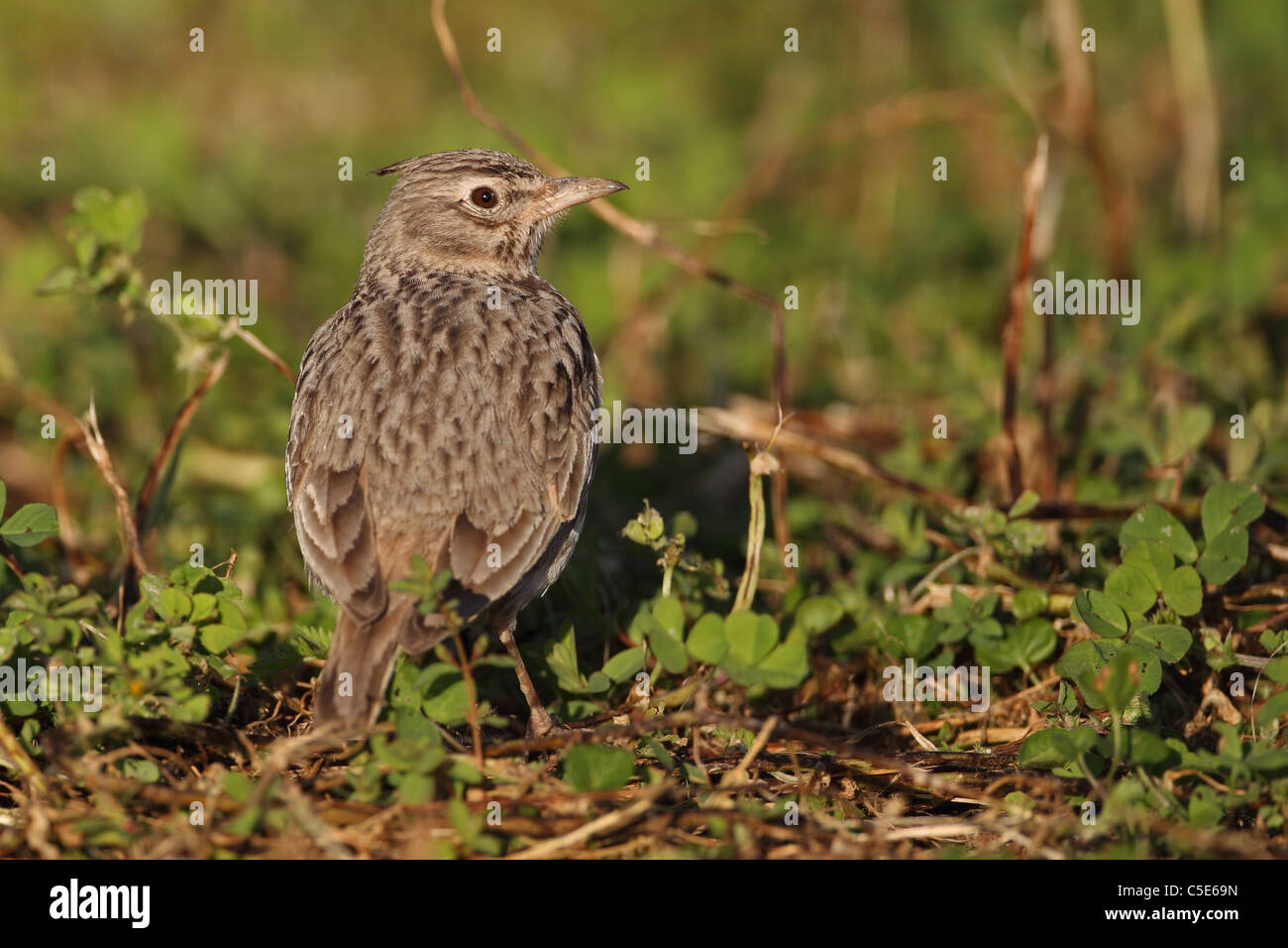 Erklommene Lerche (Galerida Cristata) Stockfoto