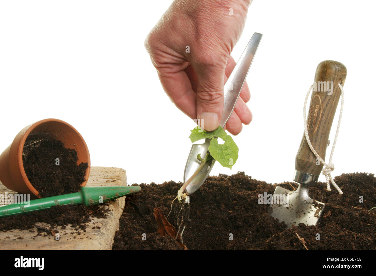 Hand einen Gemüsen Sämling aus einem Topf ins Freiland Umpflanzen Stockfoto
