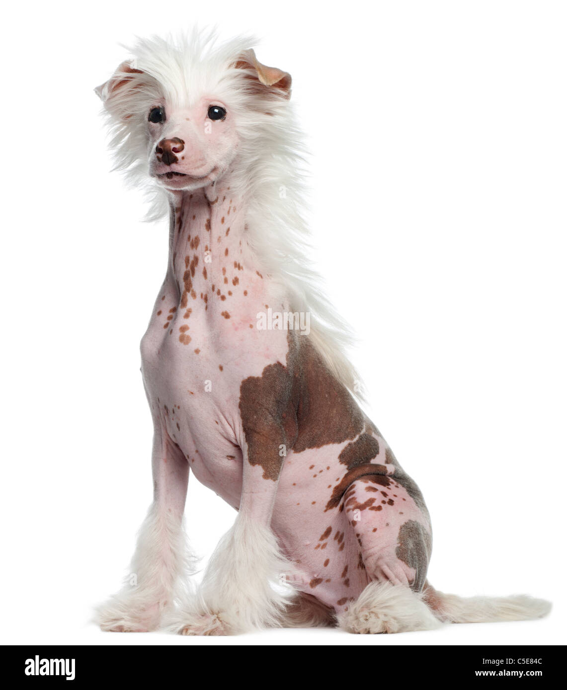 Chinese Crested Dog, 4 Monate alt, sitzt vor weißem Hintergrund Stockfoto