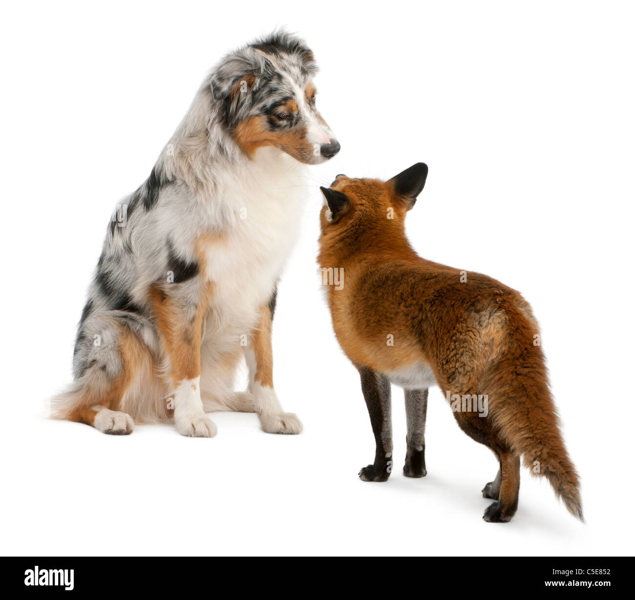 Rotfuchs Vulpes Vulpes, 4 Jahre alt, spielen mit Australian Shepherd Hund vor weißem Hintergrund Stockfoto