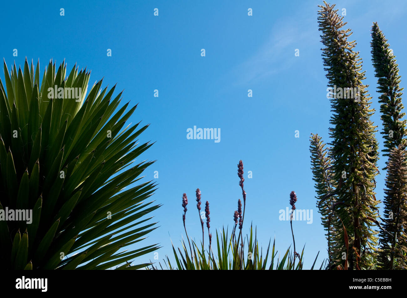 Cornwall küstenpflanzen -Fotos und -Bildmaterial in hoher Auflösung – Alamy