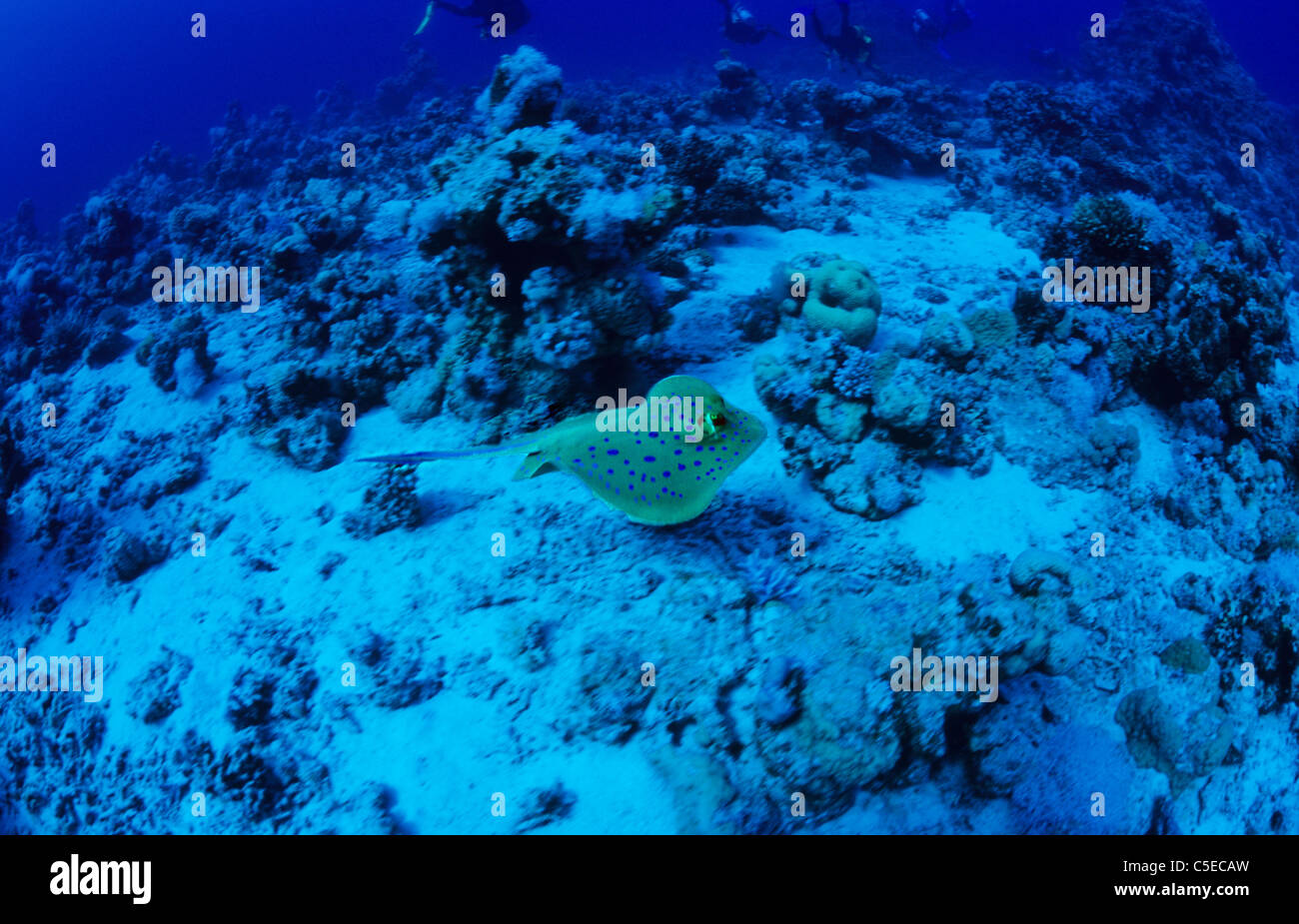 Blau gefleckte Sting Ray, schwimmt vorbei, unter Wasser zwischen Tauchplatz, Abu Dabbab 1 und 2. Ägyptischen Roten Meer. Stockfoto